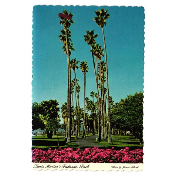 Vintage Santa Monica Palisades Park Postcard Palm Trees Flowers Roses Roadside - Picture 1 of 2